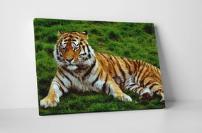Tablou canvas : Tigrul obosit