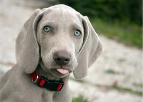 Tablou pe sticlă - cățeluș weimaraner (70x50 cm)
