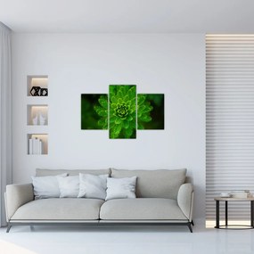 Tablou cu coniferi (90x60 cm)