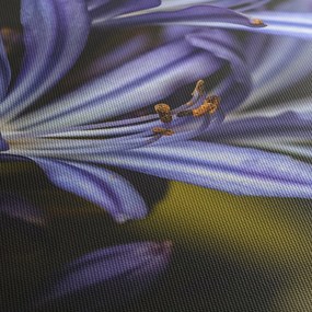 Tablou - Lila (70x50 cm)