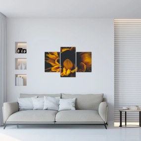 Tablou - Floarea-soarelui în fundal negru (90x60 cm)