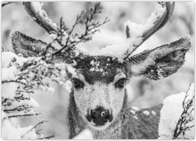 Tablou pe sticlă - Cerb în timpul iernii (70x50 cm)