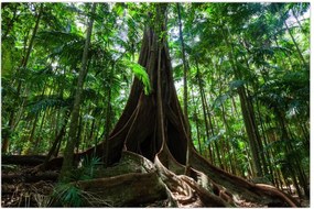 Tablou - Rădăcinile copacului (90x60 cm)
