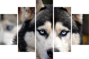 Tablou cu câinele husky (150x105 cm)