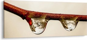 Tablou cu picături de apă pe creangă (120x50 cm)