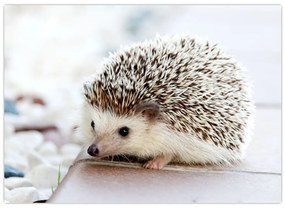 Tablou cu arici (70x50 cm)