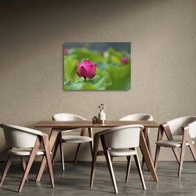 Tablou pe sticlă - floare de apă (70x50 cm)