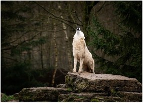 Tablou - Urletul lupului (70x50 cm)