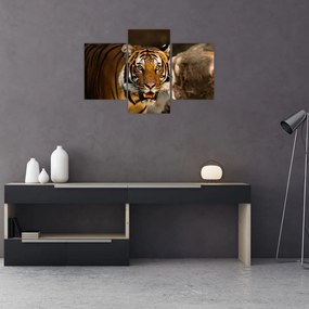 Tablou cu tigrul (90x60 cm)