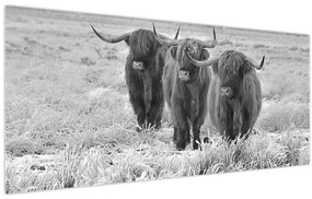 Tablou - Vaci scoțiene,alb-negru (120x50 cm)