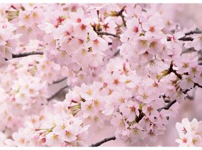 Fototapetă Sakura 180 x 127 cm, 1 parte