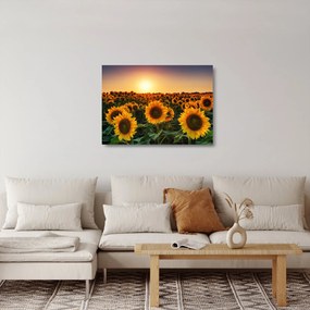 Tablou pe sticlă - Floarea soarelui (70x50 cm)