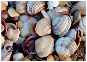 tablou cu scoici (70x50 cm)