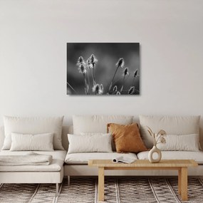 Tablou pe sticlă - Iarbă moale bej N⁰2 (70x50 cm)