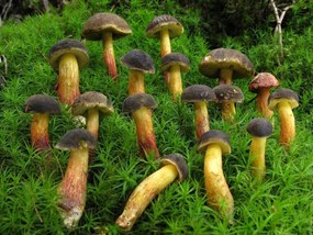 Rasad de ciuperci de pădure