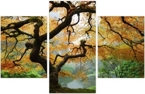 Tablou - Arțarul japonez galben, Portland, Oregon (90x60 cm)