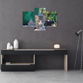 Tablou cu pisicuțe (90x60 cm)