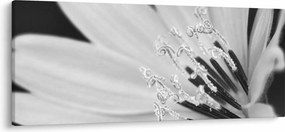 Tablou - Floare albă și neagră (120x50 cm)