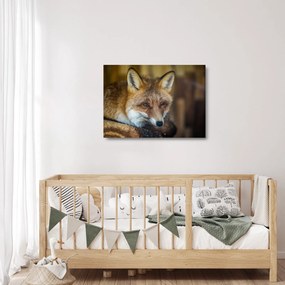 Tablou pe sticlă cu vulpe (70x50 cm)
