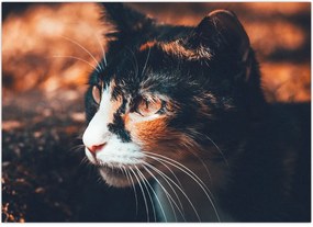 Tablou - Privirea pisicii (70x50 cm)