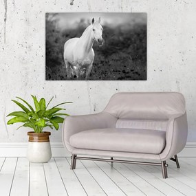 Tablou - Cal alb în poină (90x60 cm)