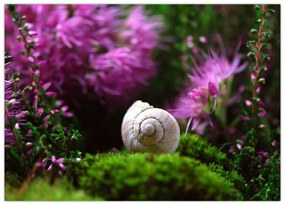 Tablou pe sticlă - Cochilie de melc (70x50 cm)