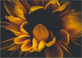 Tablou pe sticlă - Floarea-soarelui în fundal negru (70x50 cm)