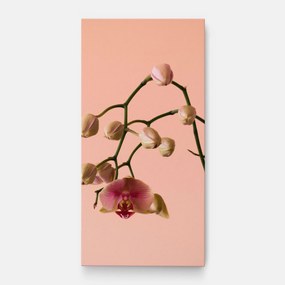 Tablou Canvas, 50x100cm, Dormitor si Living, Flori, Orhidee, Orchids On Pink