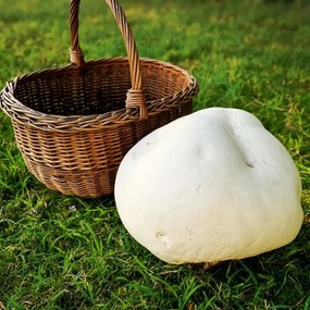Přírodna zs Răsaduri pentru ciuperci - Pălămidă gigantă
