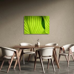Tablou pe sticlă - Detaliu de frunză verde (70x50 cm)