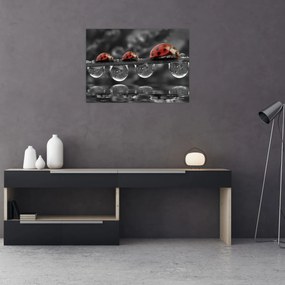 Tablou pe sticlă - Floarea-soarelui, alb și negru (70x50 cm)