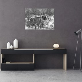 Tablou pe sticlă - Vulpe în timpul iernii (70x50 cm)