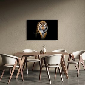 Tablou - Tiger (90x60 cm)