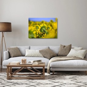 Tablou pe sticlă cu floarea soarelui (70x50 cm)