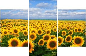 Tablou cu lan de floarea soarelui (90x60 cm)