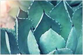 Tablou - Suculent (90x60 cm)