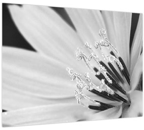 Tablou - Floare albă și neagră (70x50 cm)