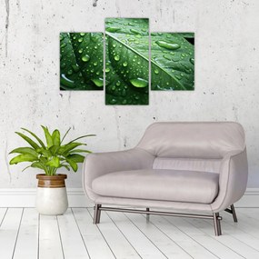 Tablou - Detaliu de frunze după ploaie (90x60 cm)