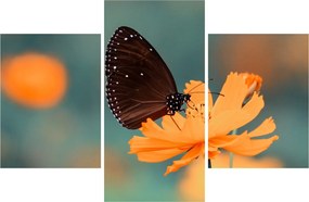Tablou - fluture pe o floare portocalie (90x60 cm)