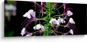 Tablou cu floare (cu ceas) (90x30 cm)