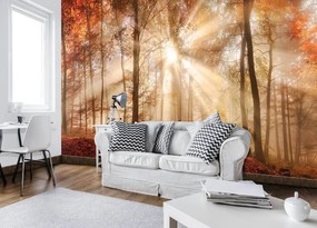 Fototapet - Pădurea de toamnă în lumina solară (152,5x104 cm)
