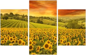 Tablou - Câmp de floarea-soarelui (90x60 cm)