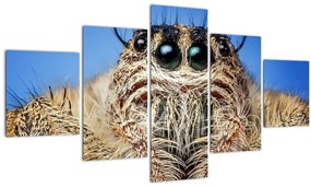 Tablou cu detalii a unui pâianjen (125x70 cm), în 40 de alte dimensiuni noi