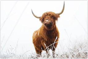 Tablou - Vacă scoțiană (90x60 cm)