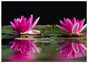 Tablou pe sticlă - Nuferi pe apă (70x50 cm)