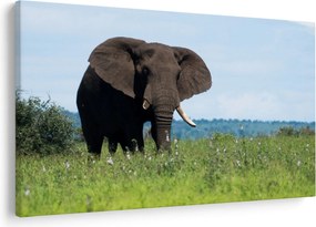 Tablou cu elefant (90x60 cm)