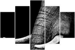 Tablou - Colți de elefant (150x105 cm)