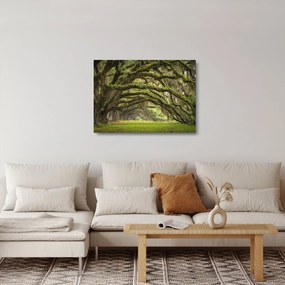Tablou pe sticlă - Oaks Avenue, Charleston, Carolina de Sud, SUA (70x50 cm)