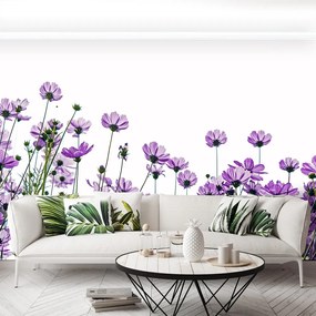 Fototapet Cosmos Flori