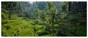 Tablou cu terasele cu orez Tegalalang, Bali (120x50 cm)